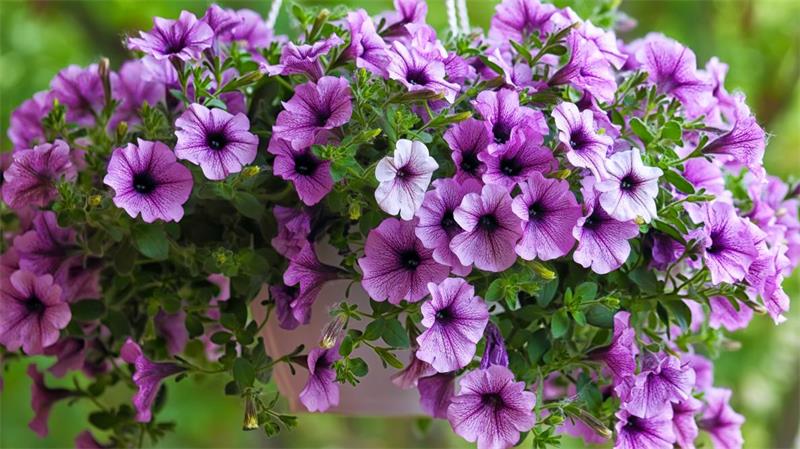 10 Best Flowers for Hanging Baskets 2