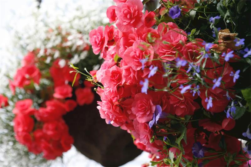 10 Best Flowers for Hanging Baskets 2