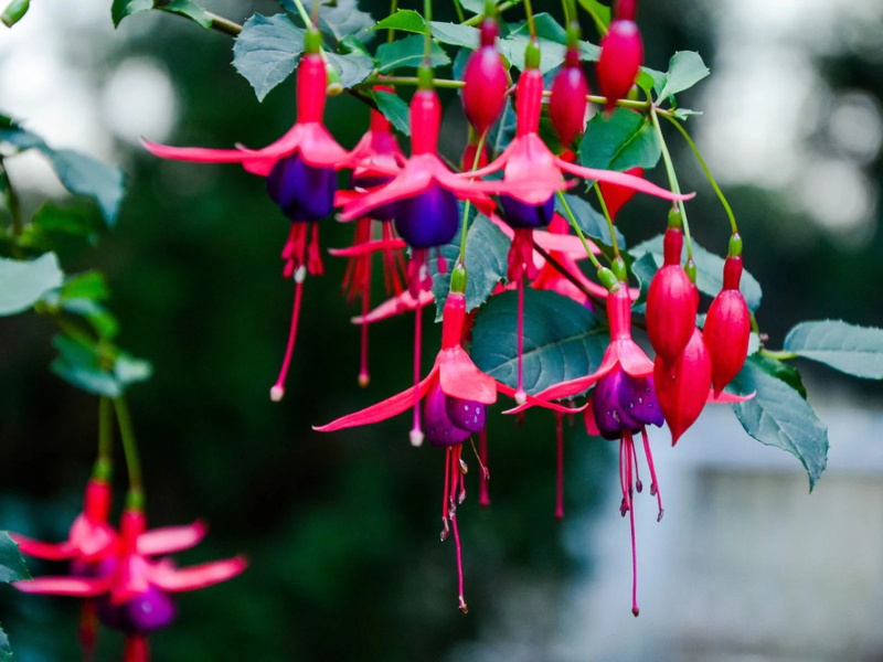 10 Best Flowers for Hanging Baskets 3