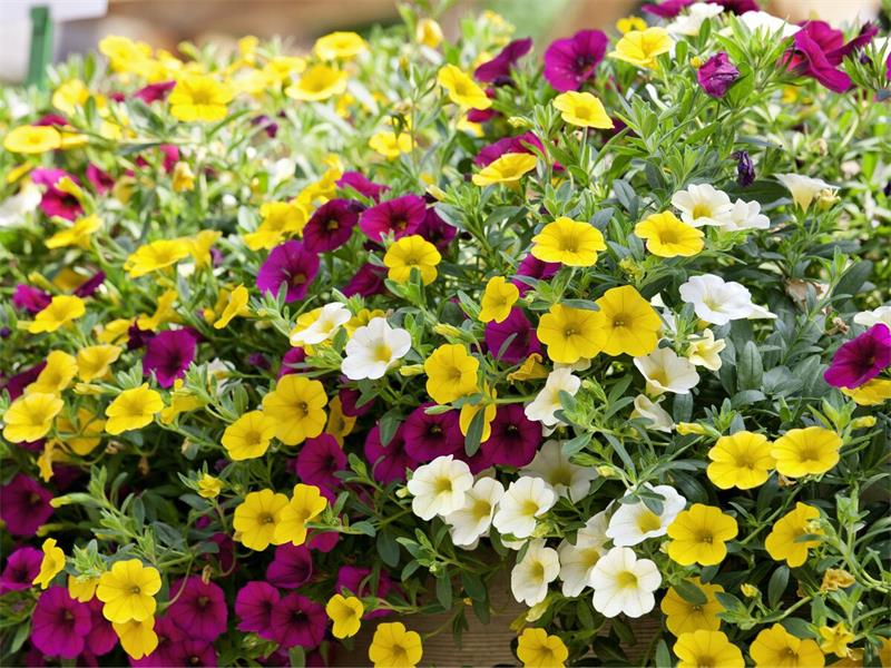 10 Best Flowers for Hanging Baskets 6