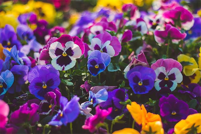 10 Best Flowers for Hanging Baskets