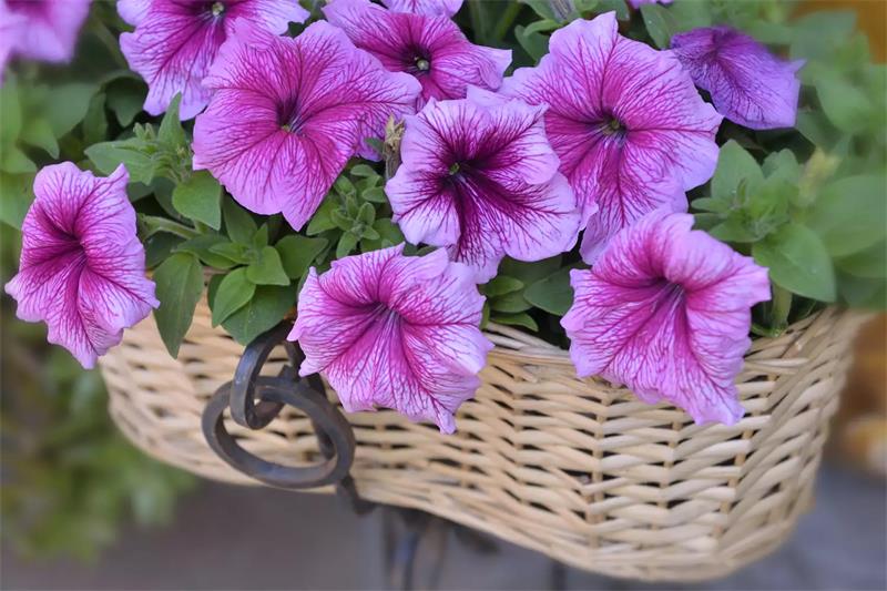 10-Best-Flowers-for-Hanging-Baskets