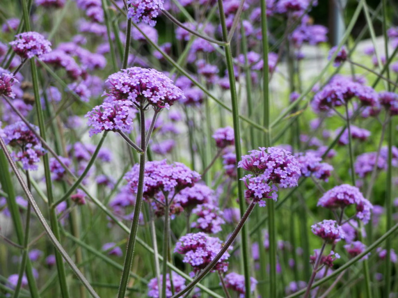 10 Best Flowers for Hanging Baskets1