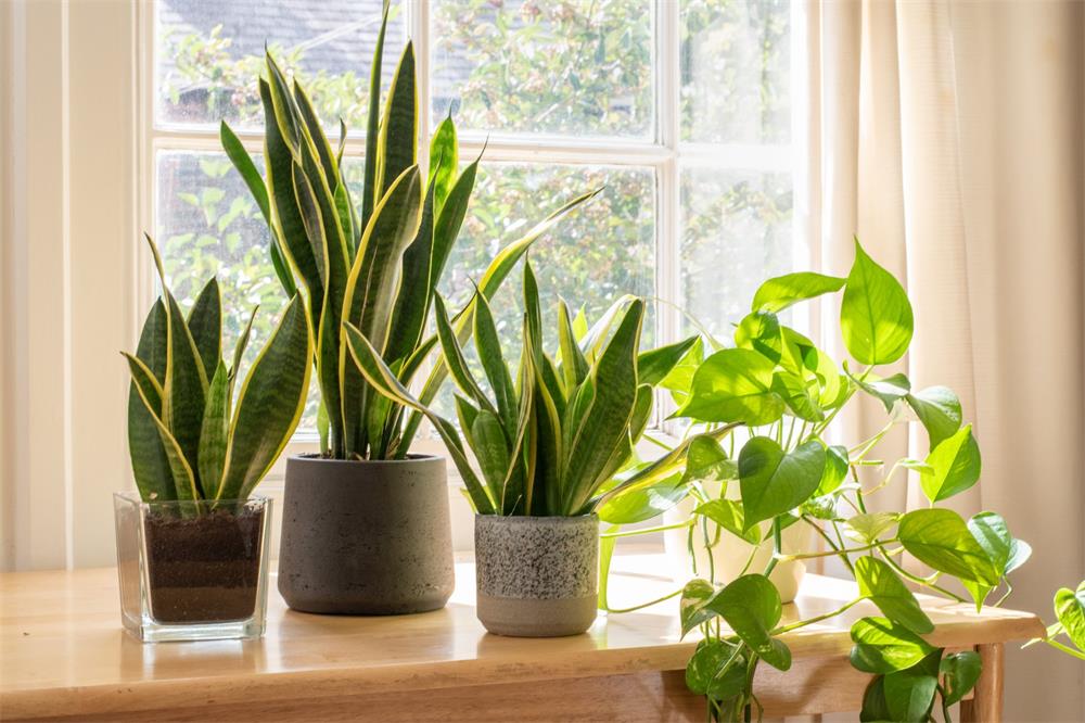 30-Best-Houseplants-for-Beginners