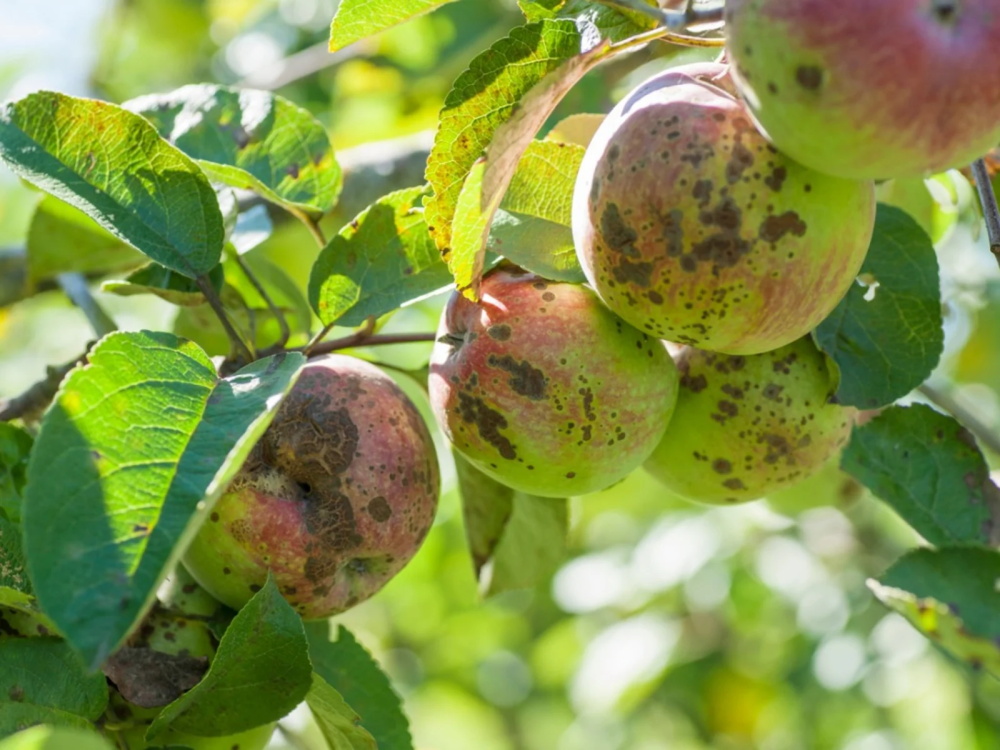 Apple Tree Diseases: Identification and Treatment - Millith’s Garden