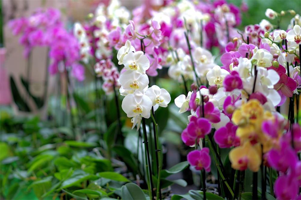 Are Orchids Safe for Cats How to Keep Your Cat and Orchids Happy 2