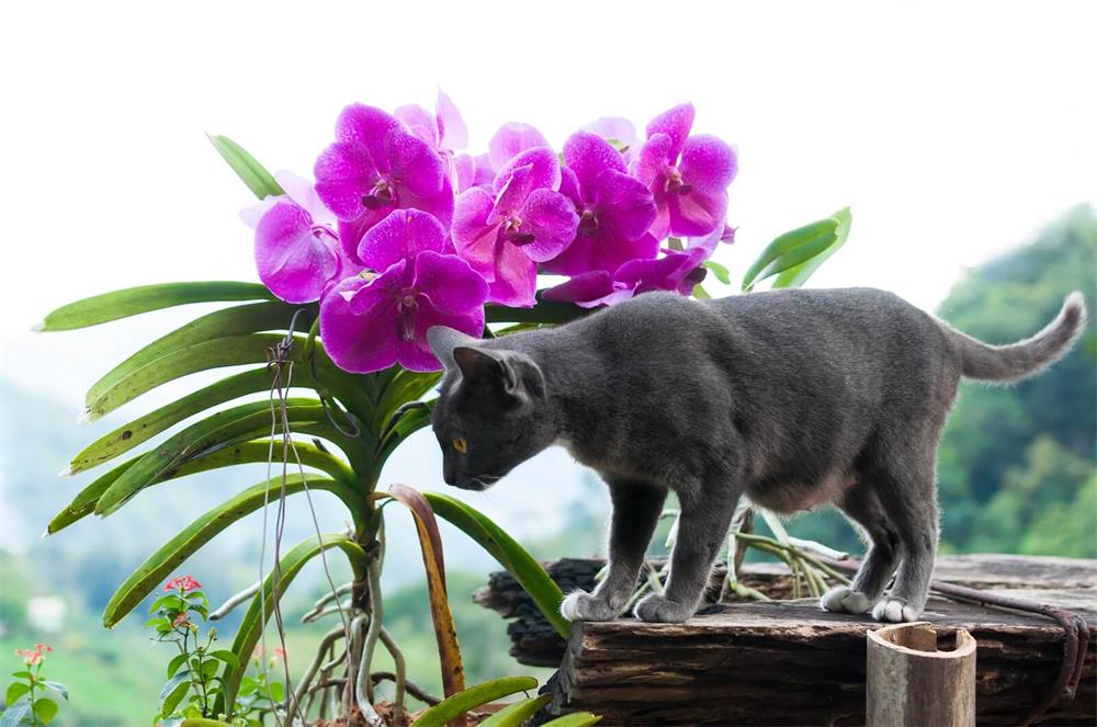 Are-Orchids-Safe-for-Cats-How-to-Keep-Your-Cat-and-Orchids-Happy