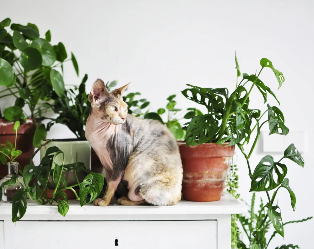 Are-Pothos-Toxic-to-Cats