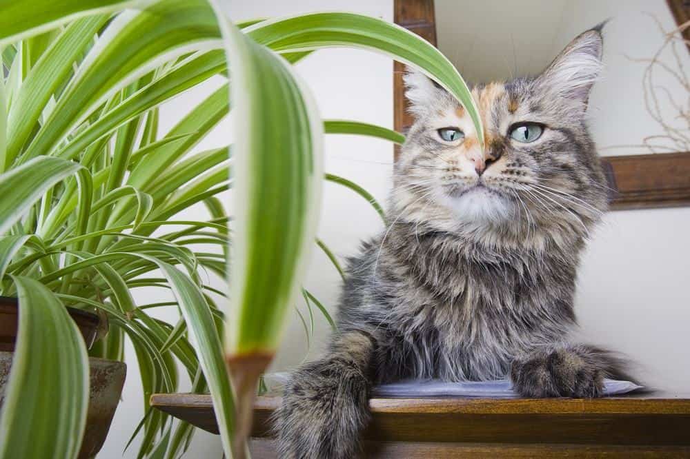 Are Spider Plants Safe for Cats 2