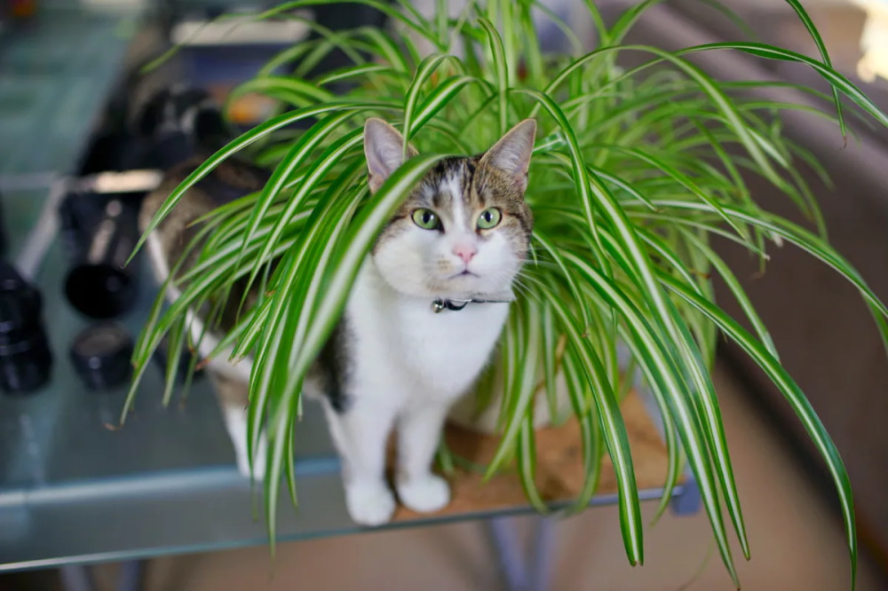 Are Spider Plants Safe for Cats 3