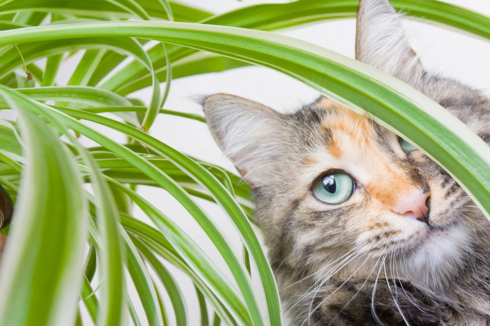 Are-Spider-Plants-Safe-for-Cats