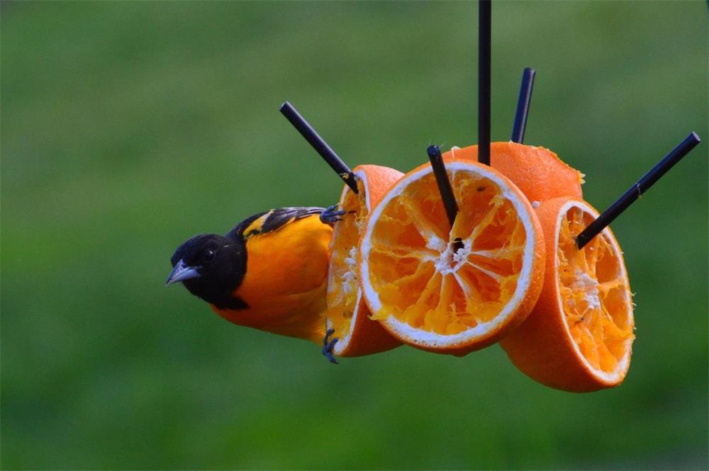 Attracting-Orioles-to-Your-Yard