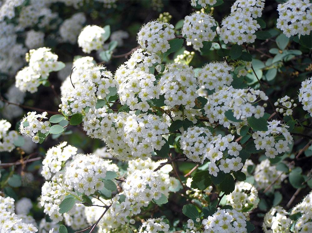 Bridal Wreath Spirea