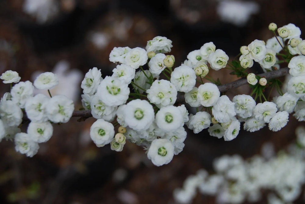 Bridal-Wreath-Spirea