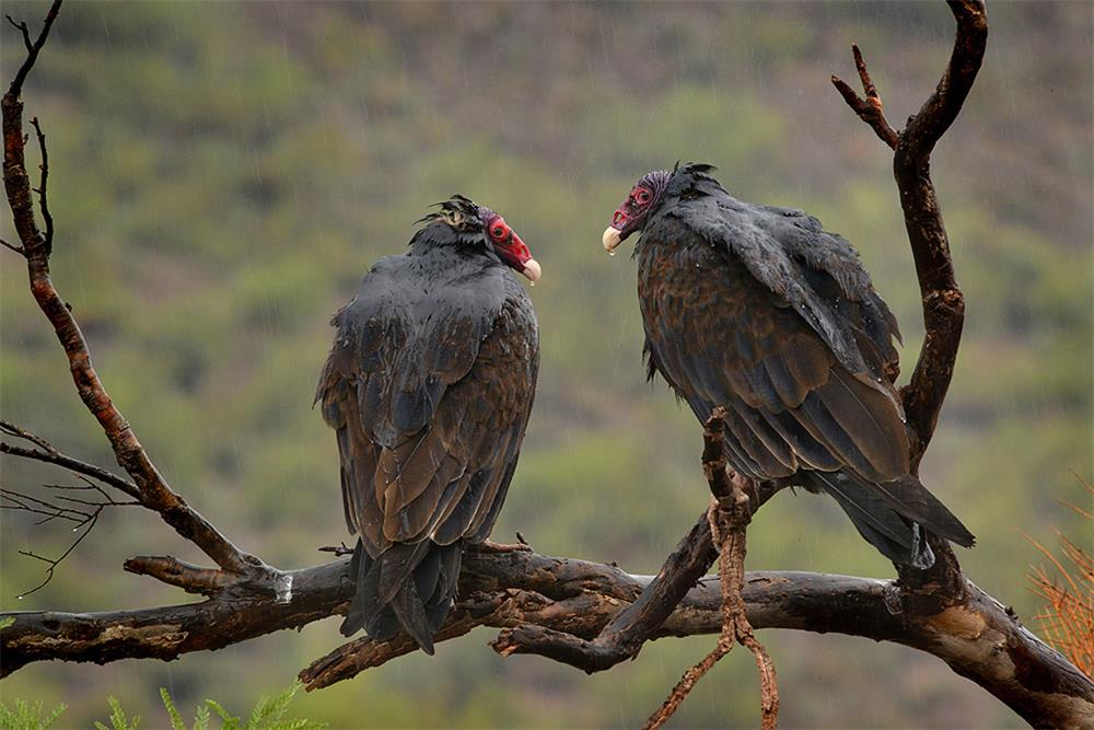 Buzzards vs Vultures: How to Identify These Birds of Prey - Millith’s ...