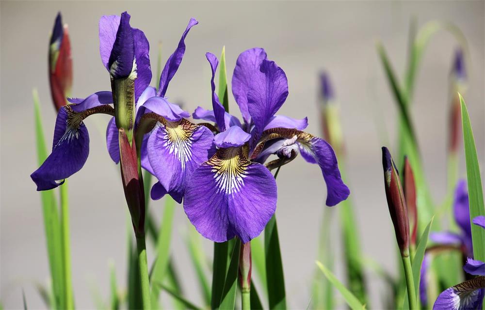 How-and-When-to-Prune-Irises-for-Better-Blooms