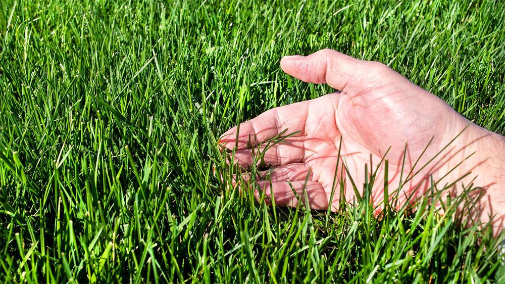 How-to-Aerate-Your-Lawn-for-a-Healthy-and-Beautiful-Grass