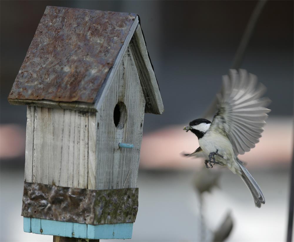 How-to-Attract-Birds-With-Nesting-Material