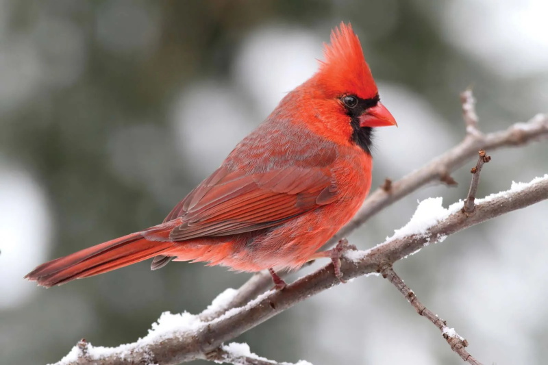 How to Attract Cardinals to Your Garden