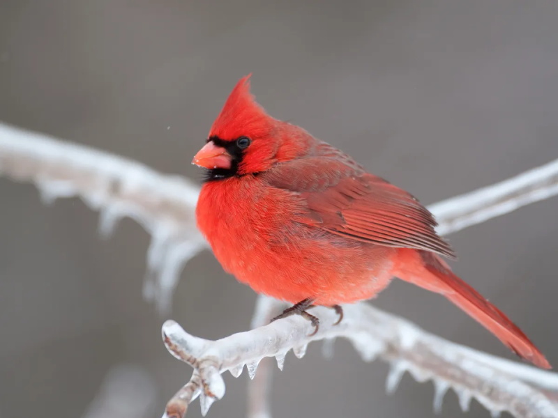 How to Attract Cardinals to Your Garden1