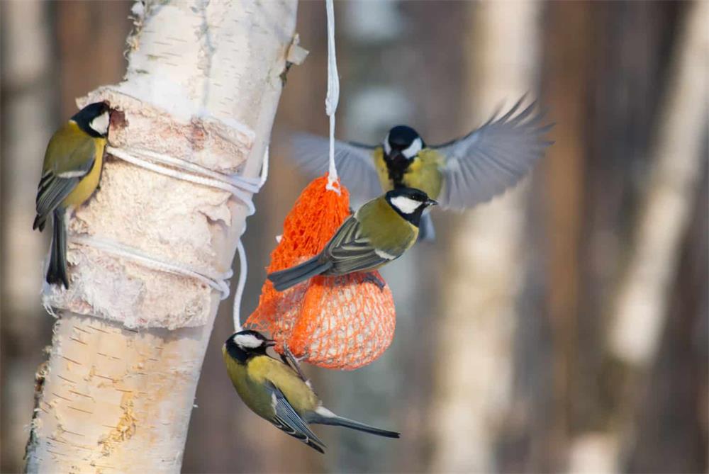 How to Attract New Birds to Your Backyard