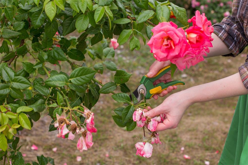 How-to-Care-for-Roses-in-Spring