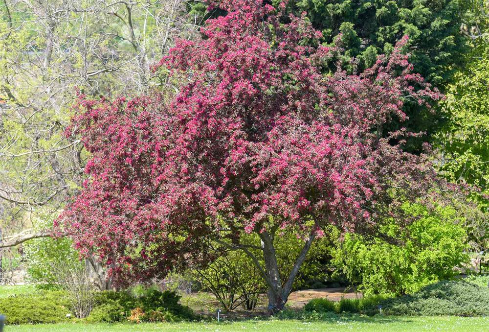 How-to-Choose-and-Plant-a-Specimen-Tree-for-Your-Yard