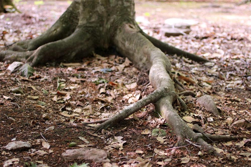 How-to-Deal-With-Tree-Roots-in-Your-Garden