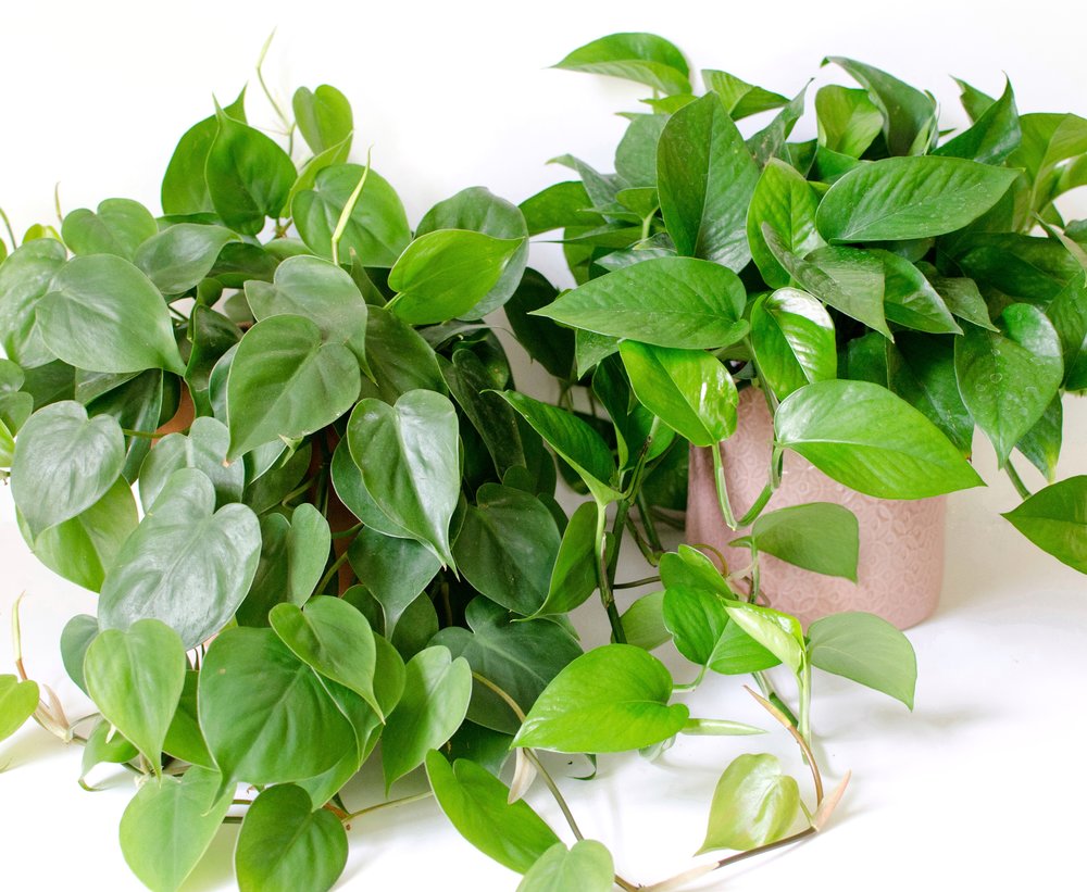 How to Distinguish Pothos and Philodendron Plants 2