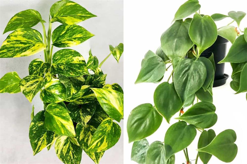 How to Distinguish Pothos and Philodendron Plants