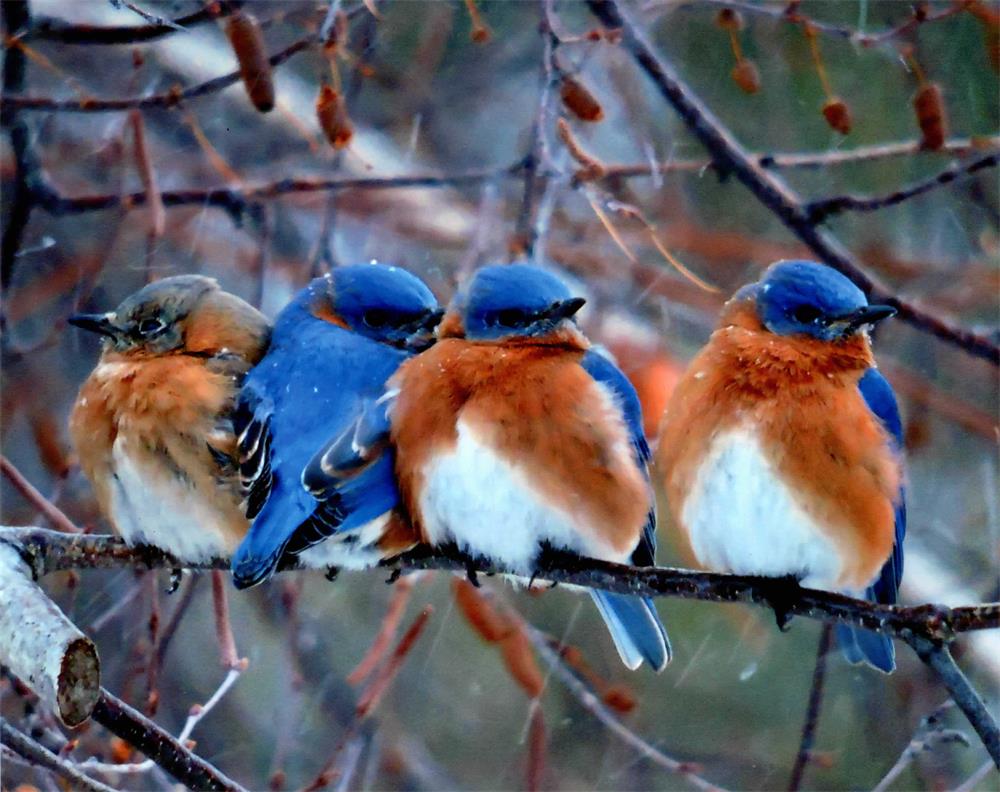 How to Feed Bluebirds in Your Backyard - Millith’s Garden