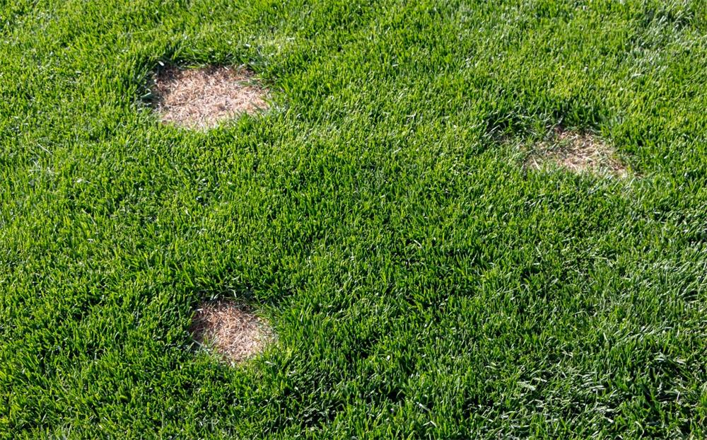 How-to-Fix-Bare-Spots-in-Your-Lawn