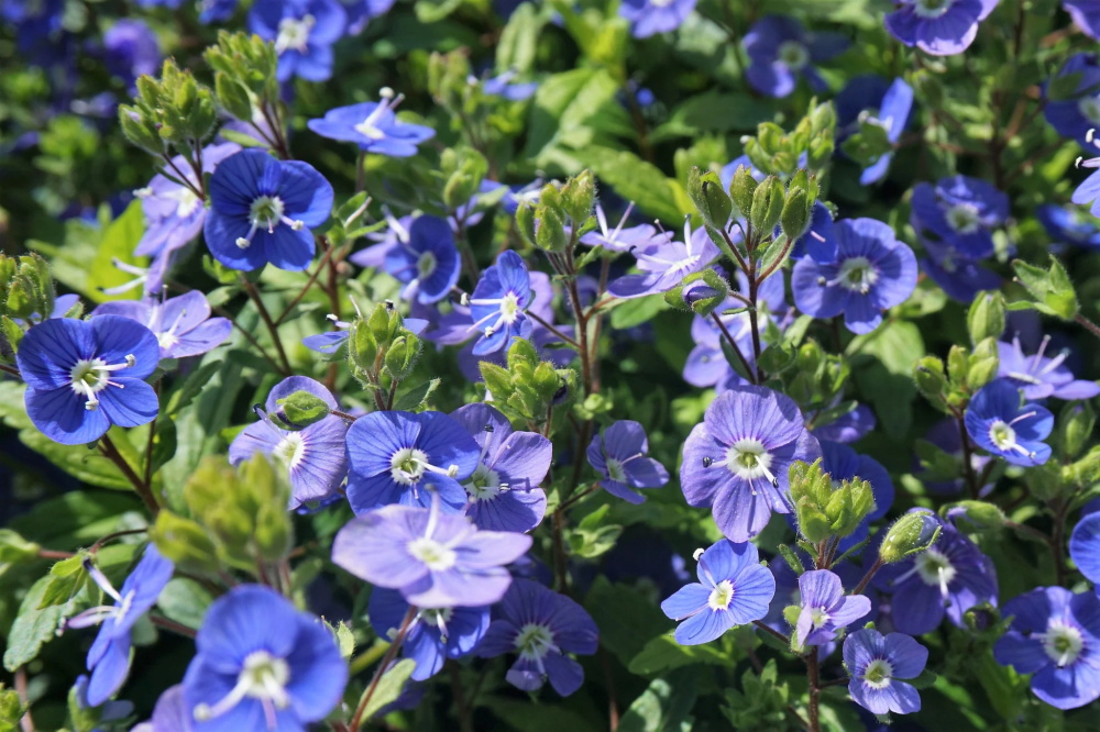 How-to-Grow-Creeping-Speedwell