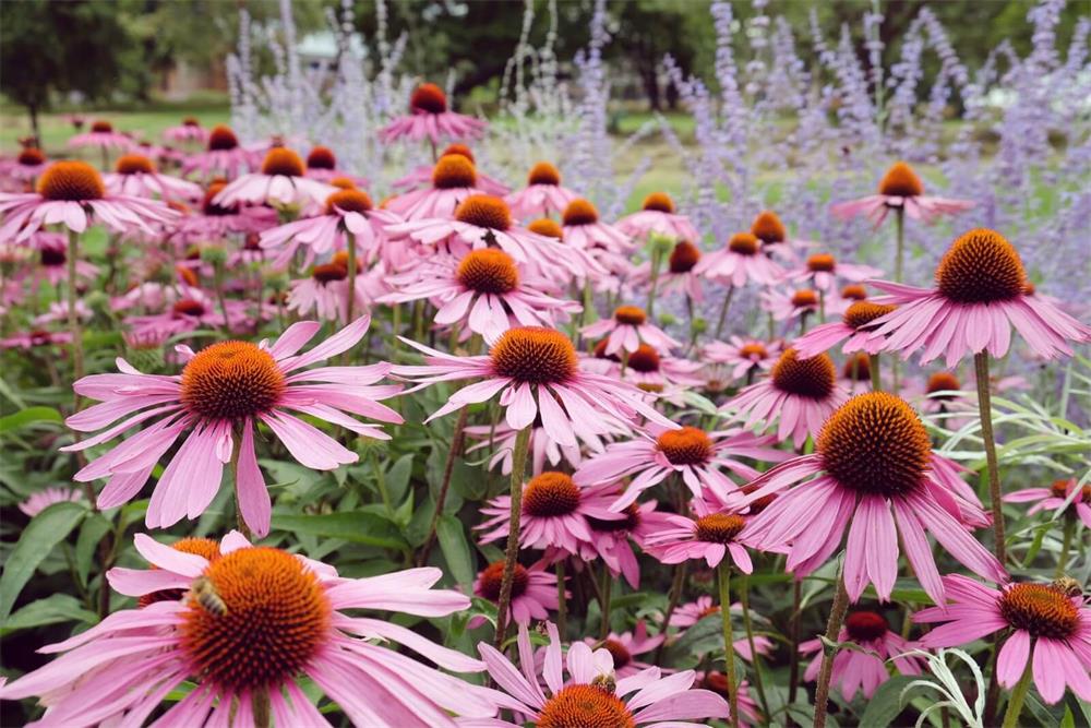 How-to-Grow-Drooping-Coneflower