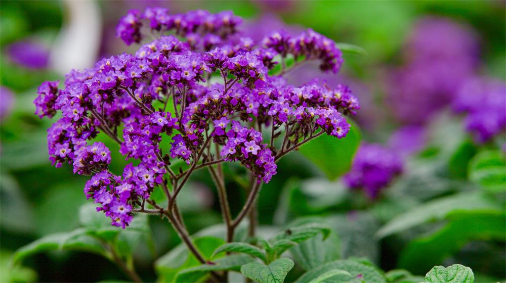 How to Grow Heliotrope Indoors for Fragrant Flowers 2