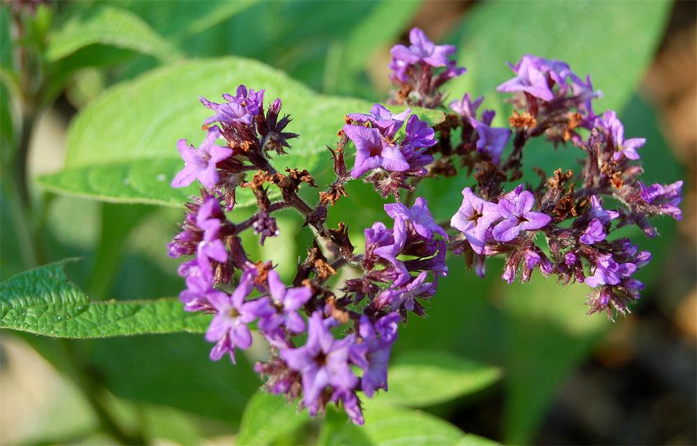 How to Grow Heliotrope Indoors for Fragrant Flowers