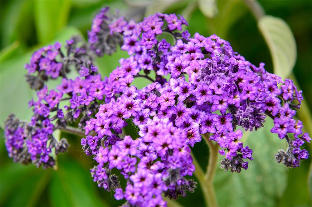 How-to-Grow-Heliotrope-Indoors