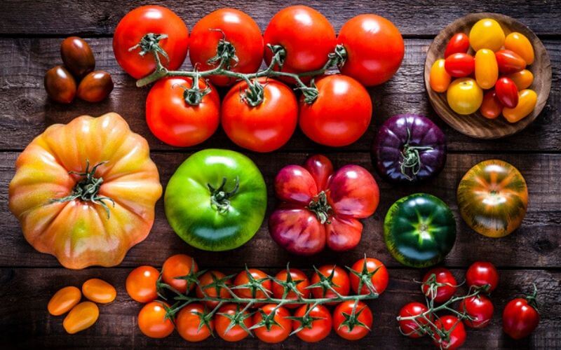 How-to-Grow-Plumper-Heirloom-Tomatoes