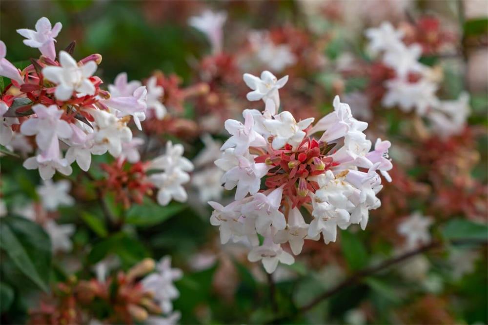 How-to-Grow-and-Care-for-Abelia