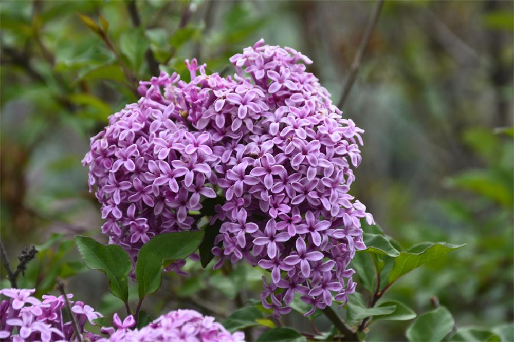 How to Grow and Care for Bloomerang Lilac