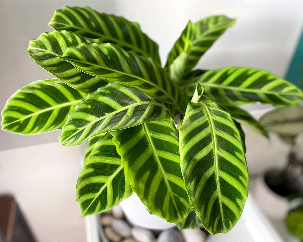 How to Grow and Care for Calathea Zebrina 2