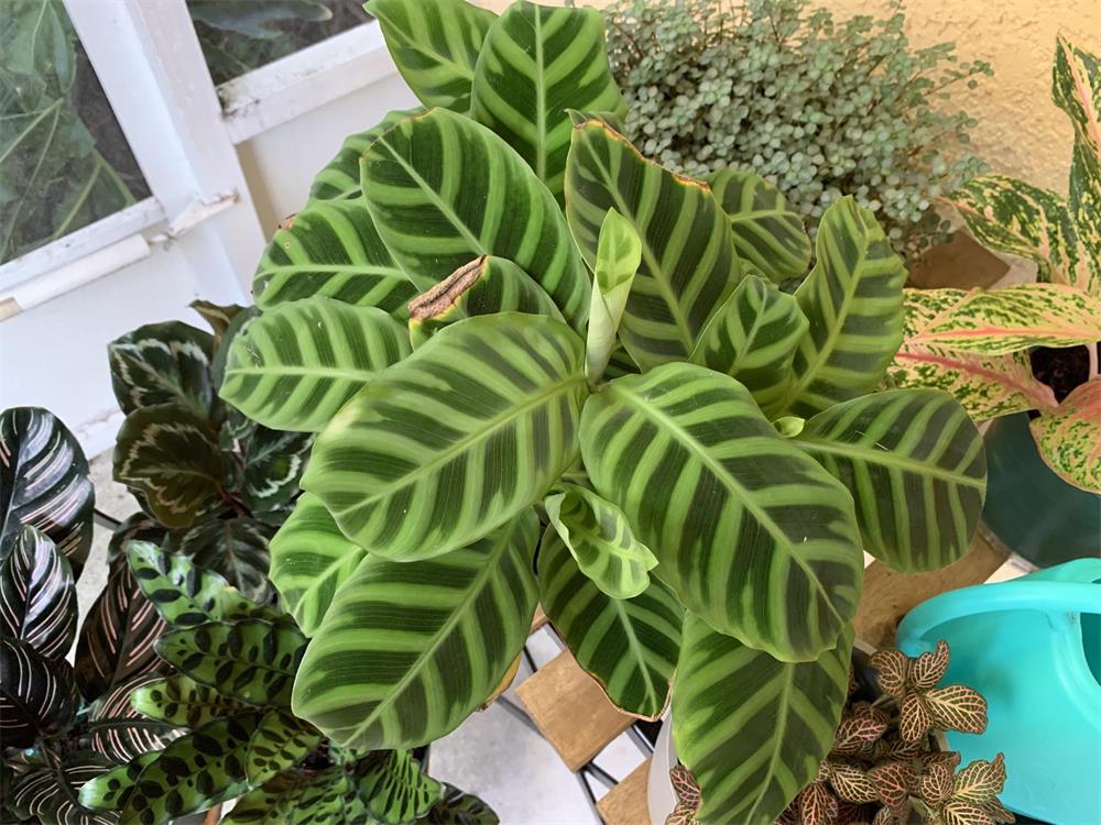 How to Grow and Care for Calathea Zebrina 3