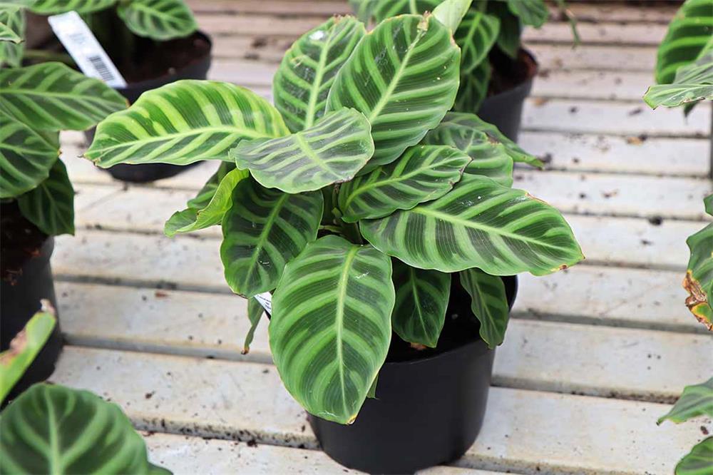 How to Grow and Care for Calathea Zebrina