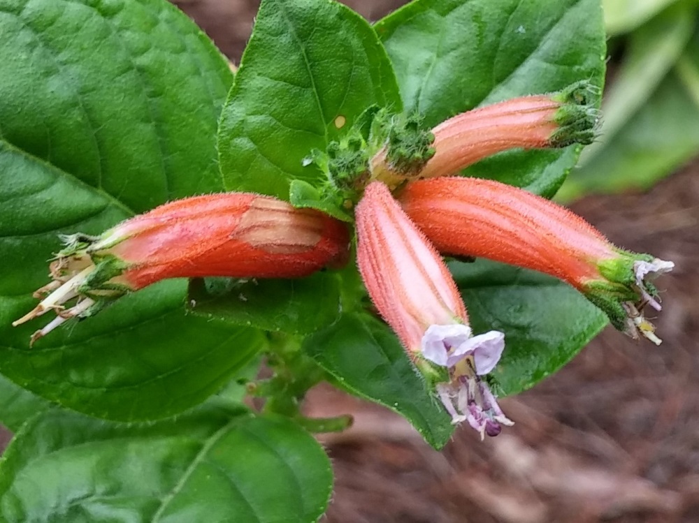 How-to-Grow-and-Care-for-Cigar-Plants