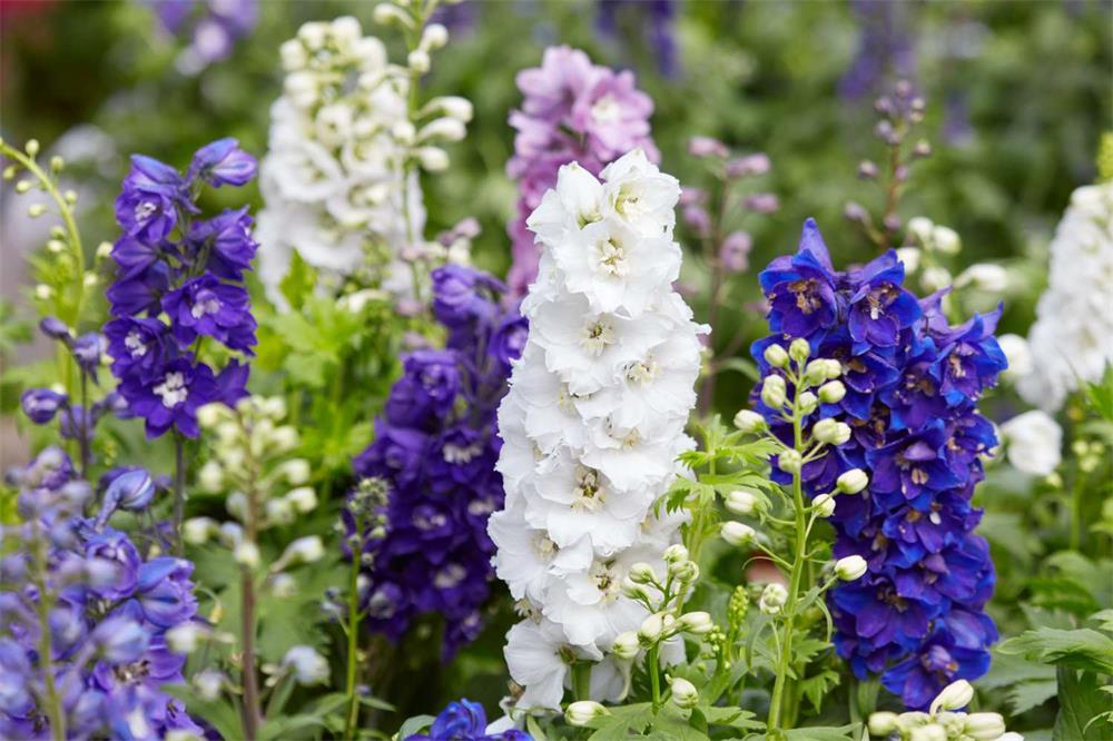 How to Grow and Care for Delphinium 2