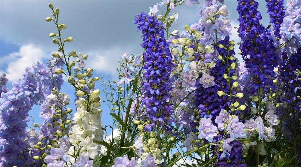 How-to-Grow-and-Care-for-Delphinium