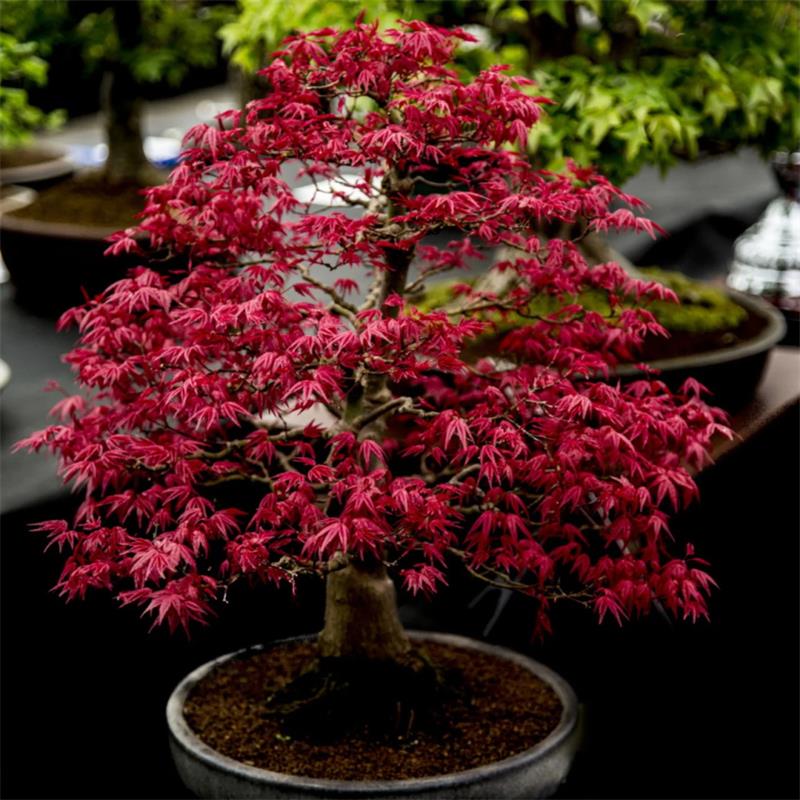 How-to-Grow-and-Care-for-Japanese-Maple-Bonsai-1