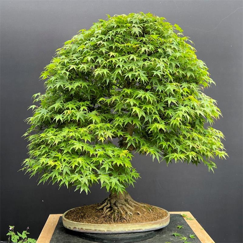 How to Grow and Care for Japanese Maple Bonsai 2