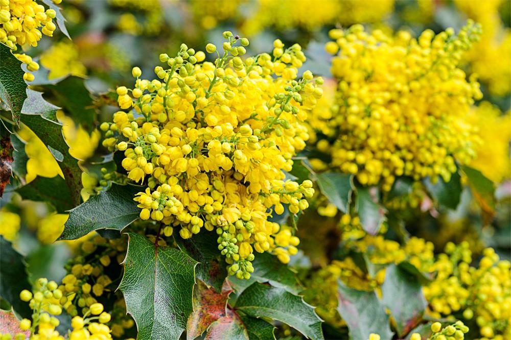 How-to-Grow-and-Care-for-Mahonia