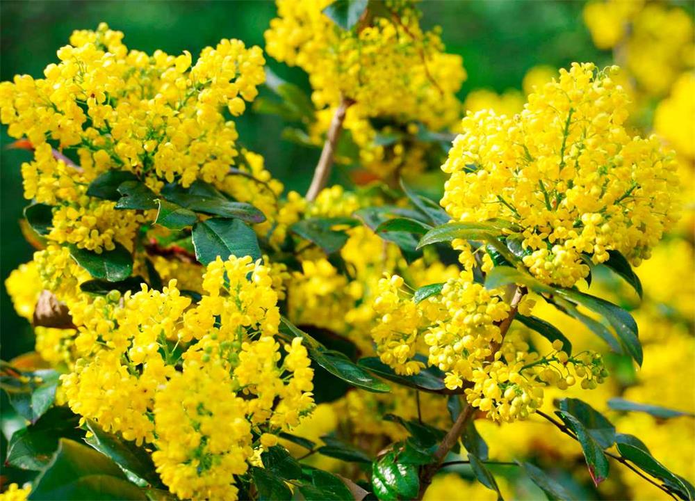 How to Grow and Care for Mahonia1